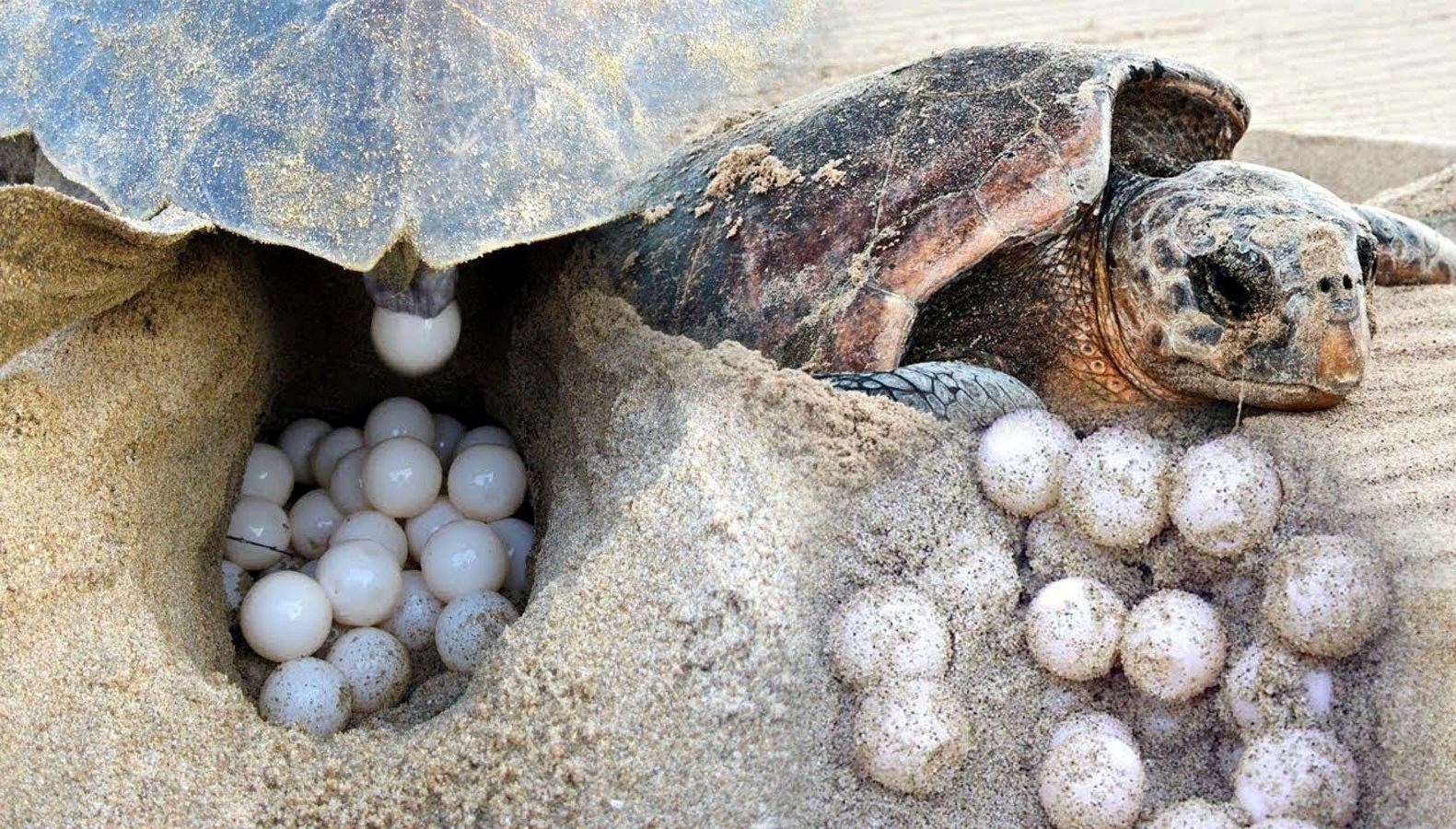 İztuzu Plajı’nda caretta yuva sayısı 700’e ulaştı