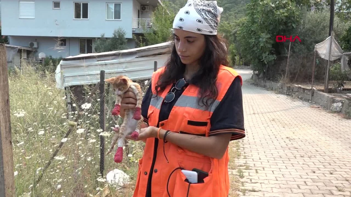 Pati Koruyucuları Derneği, Antalya’daki yangında yaralanan hayvanlara yardım ediyor