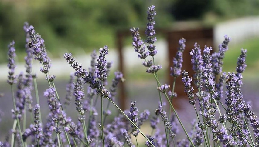 Safranbolu’da safran ve lavantanın birlikte ekildiği bahçe agroturizmde yeni rota oluşturuyor