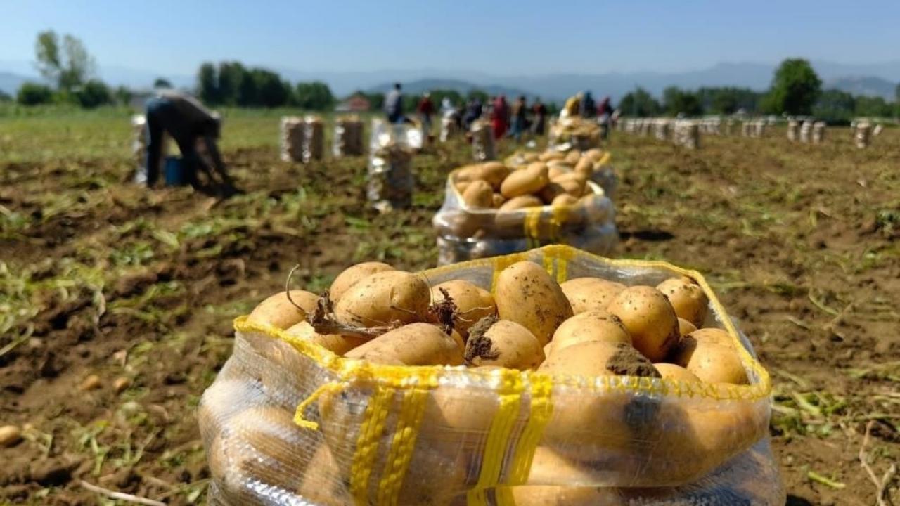 Sarı altın hasadı başladı; tarlada 13 liradan satılıyor