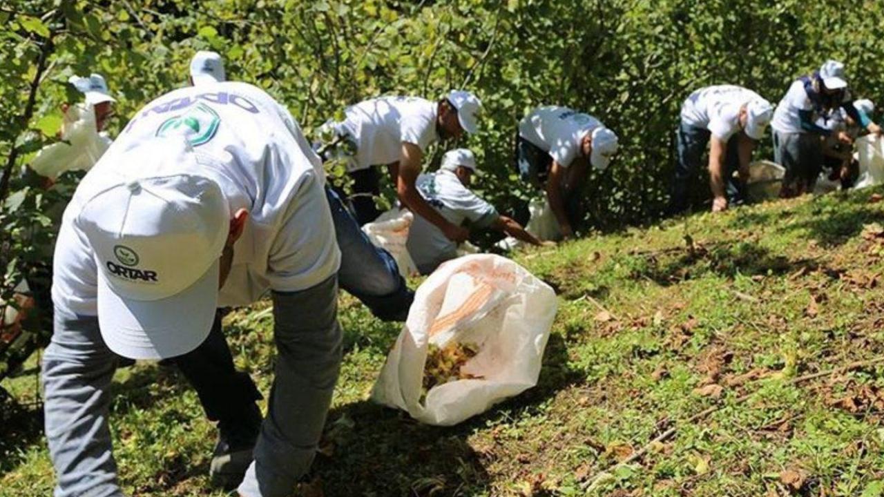 Trabzon’da fındık işçilerinin günlük yevmiyesi belli oldu!