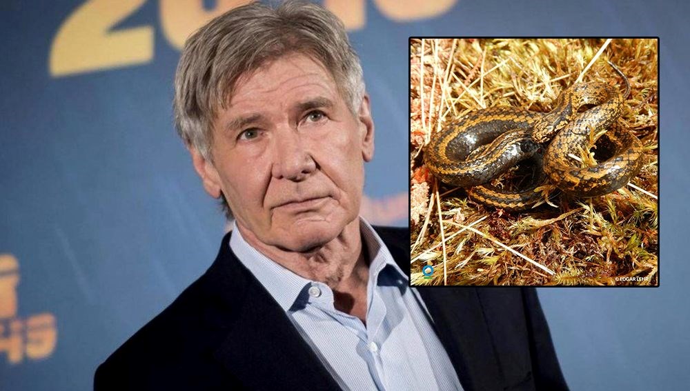 Harrison Ford’un adı yeni bir yılan türüne verildi