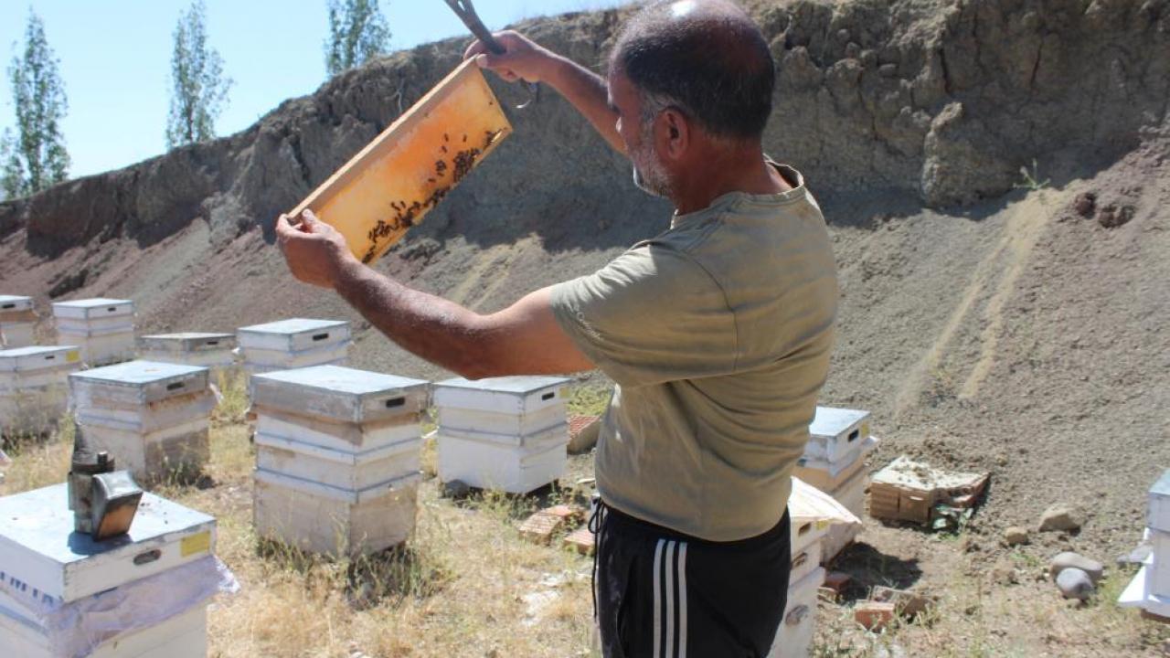 Iğdır’da bal hasadında bu yıl istenilen randıman alınamadı