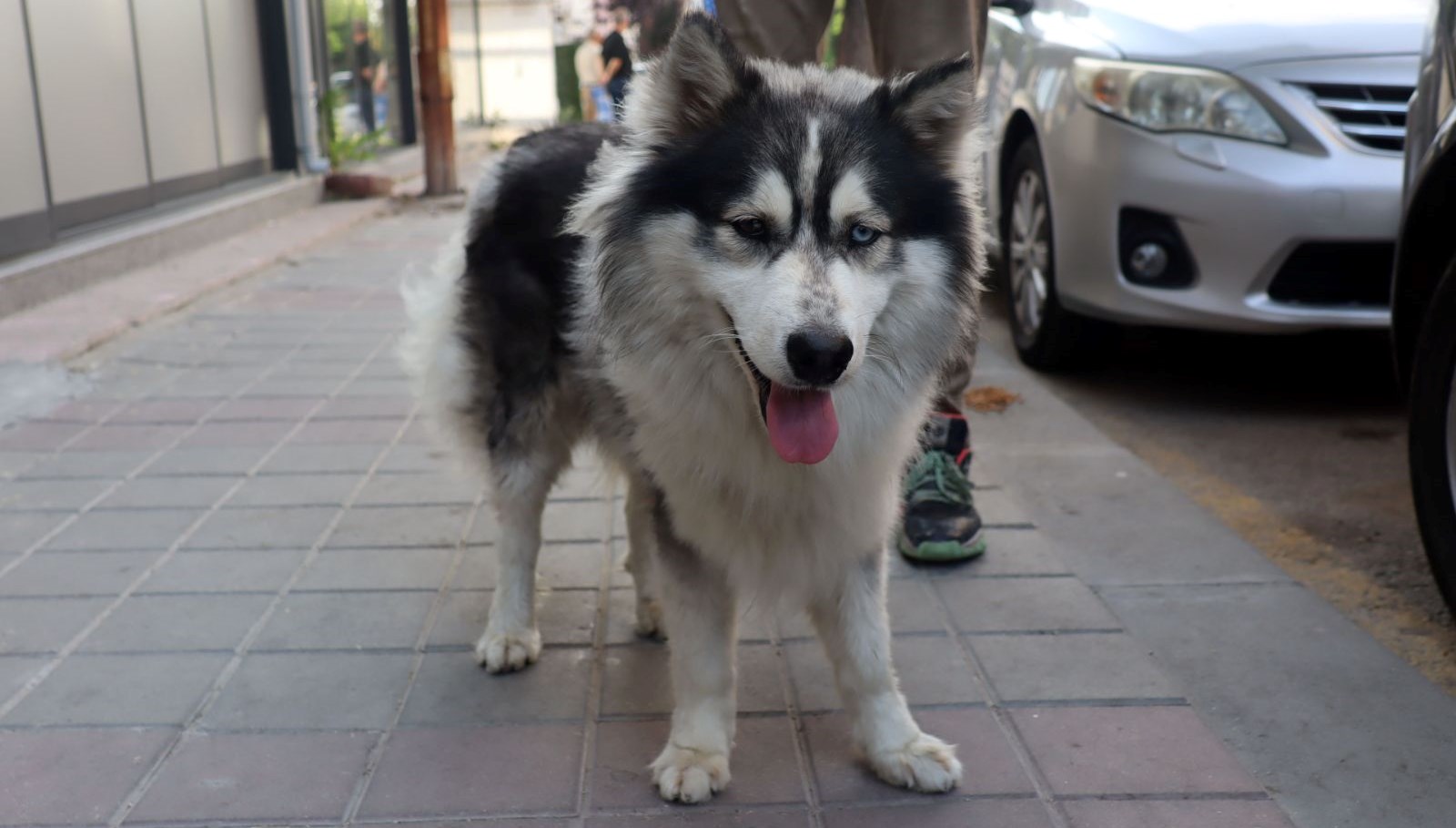 İstanbul’da kaybolan köpek Edirne’de bulundu