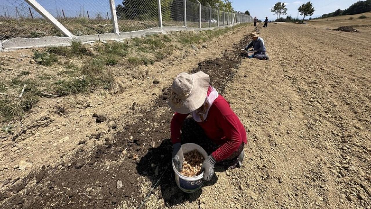 Karabük’te dünyanın en pahalı baharatı ekildi: Kilosu 250 bin lira!