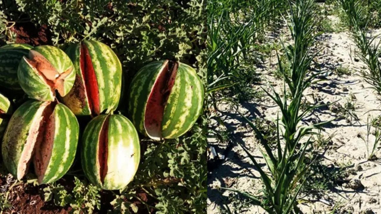 Karpuz yarıldı, mısır kurudu