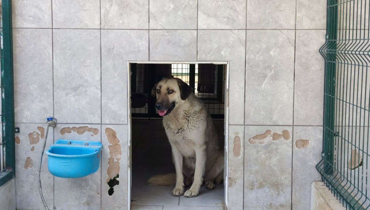 Sahipsiz köpek saldırısı için belediyeye tazminat cezası