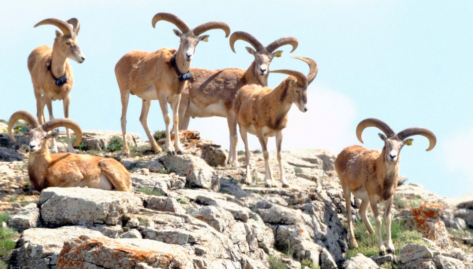 Anadolu yaban koyununu avlama bedeli 675 bin TL