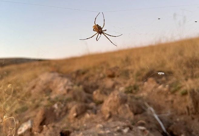 Dünyanın en zehirli örümceği Kırşehir’de görüldü