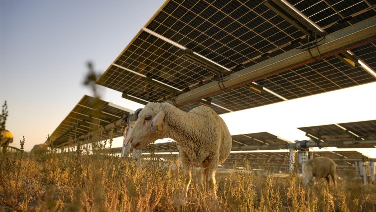 Karapınar Güneş Enerjisi Santrali’nde dikkat çeken uygulama!