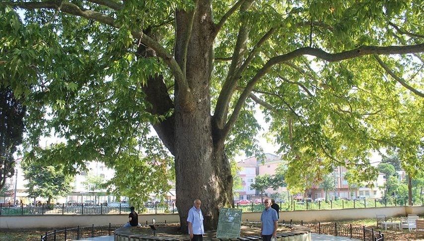 Samsun’da 547 yıllık çınar ağacı serinlemek isteyenlerin uğrak noktası