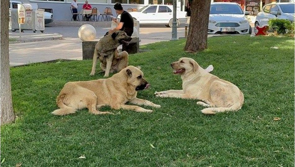 Silivri’de sahipsiz köpeğin saldırısına uğrayan çocuk yüzünden yaralandı