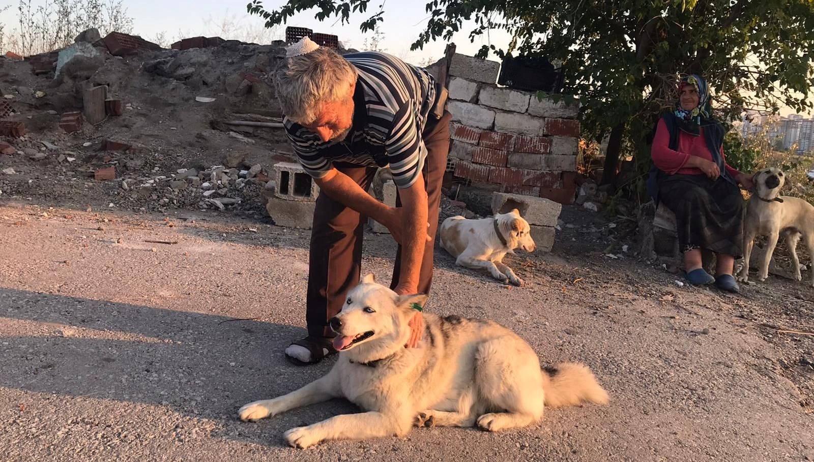 Sokak köpeklerini beslerken başından vuruldu