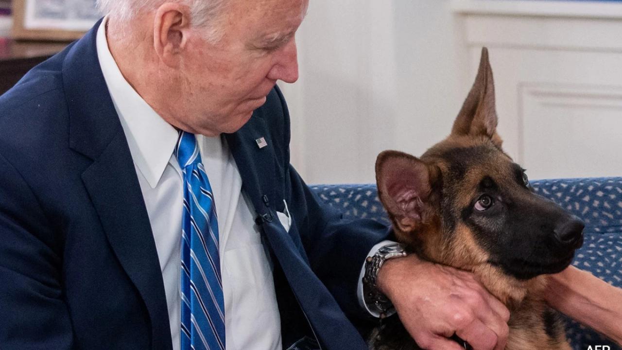 11. vaka: Biden’ın köpeği bir ajanı daha ısırdı