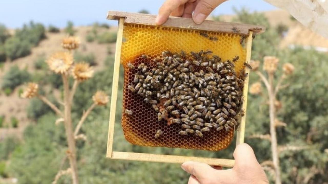 Bal üretimi artıyor! Türkiye’deki bal ormanı sayısı 752’ye ulaştı!