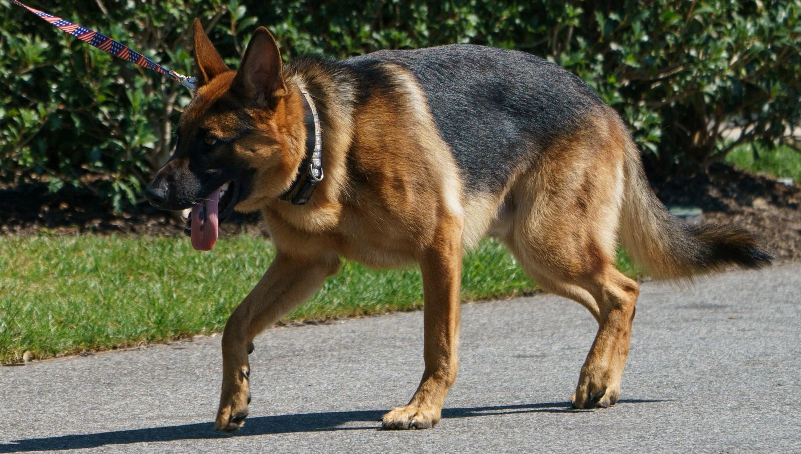 Biden’ın köpeği “Commander” bir Gizli Servis personelini daha ısırdı