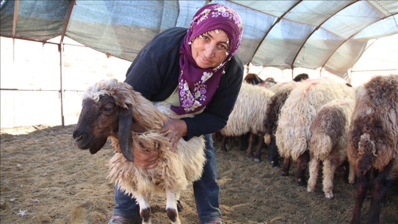 Borçla hayvancılığa başlayan kadın yetiştirici koyun sayısını 30’dan 300’e çıkardı
