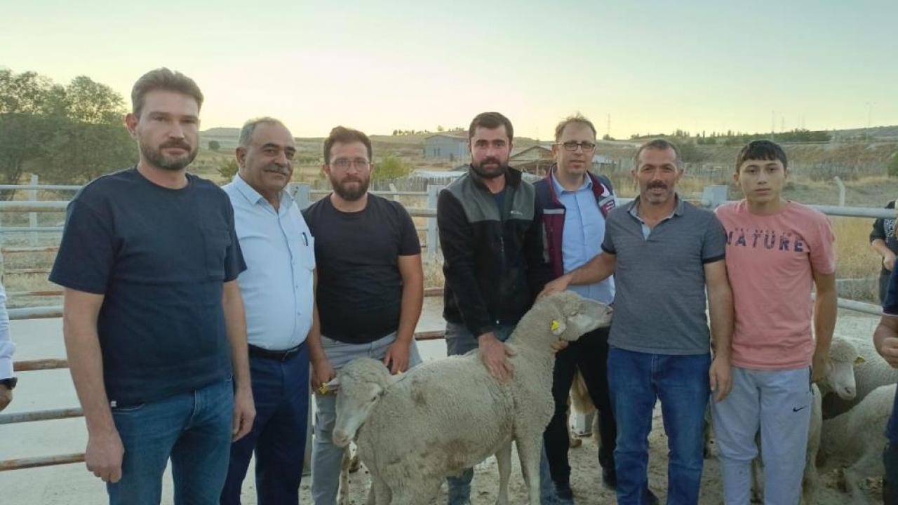 Çankırı’da üreticilere merinos koç dağıtıldı