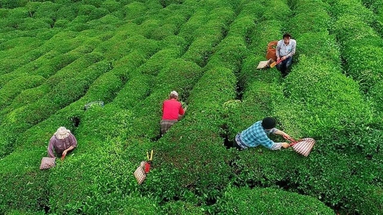 Çay üreticilerine alım ödemeleri yarın yapılacak