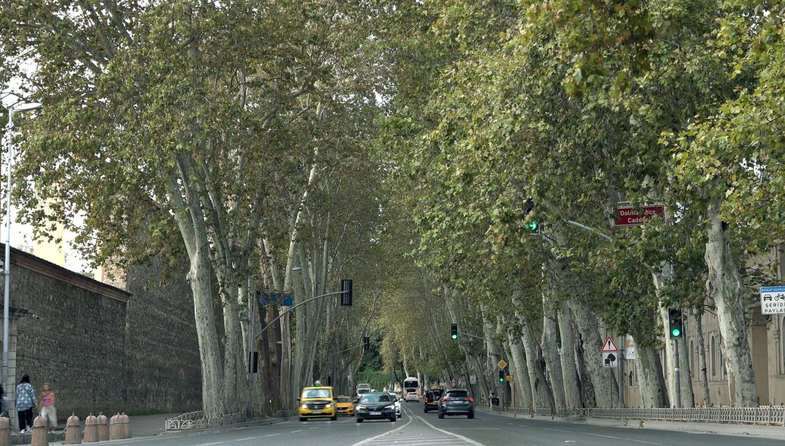 Dolmabahçe ve Çırağan Caddesi’ndeki çınar ağaçları yenilendi