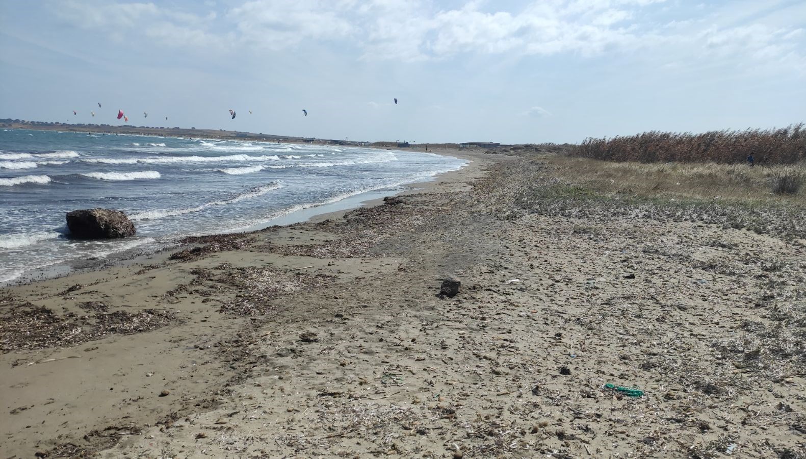 Gökçeada’da caretta caretta yuvasında yavrular bulundu