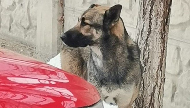 Öldüren köpek saldırısında tahliye