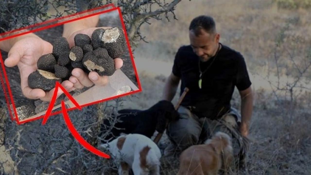 Sadece özel eğitimli köpekler bulabiliyor! Kilosu 3 bin Avro