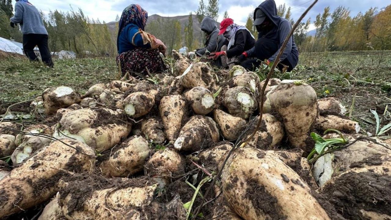 Yüksekova’da 30 yıl aradan sonra şeker pancarı hasadı