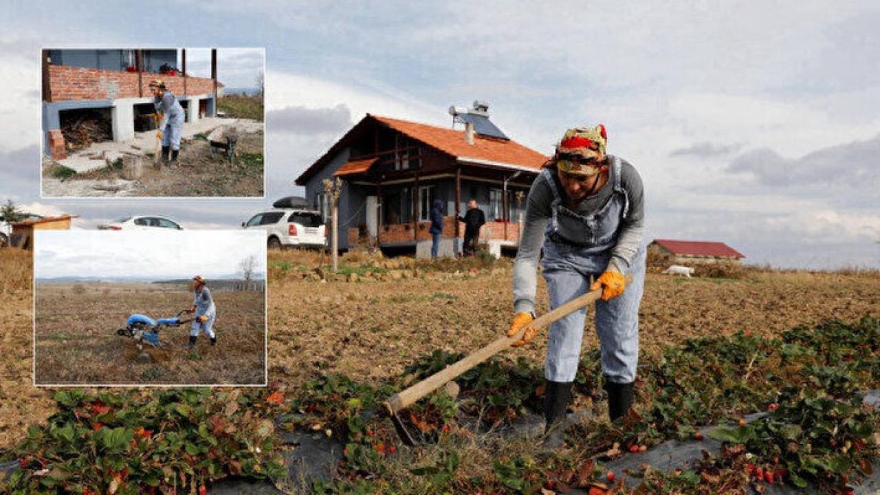 43 yaşındaki Birsen, Samsun’da çilek ve aronya yetiştirmeye başladı