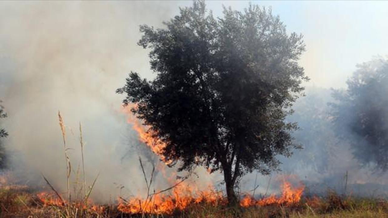 İsrail’in Lübnan’ın güneyine saldırıları sonucu 40 bin zeytin ağacı tamamen yandı