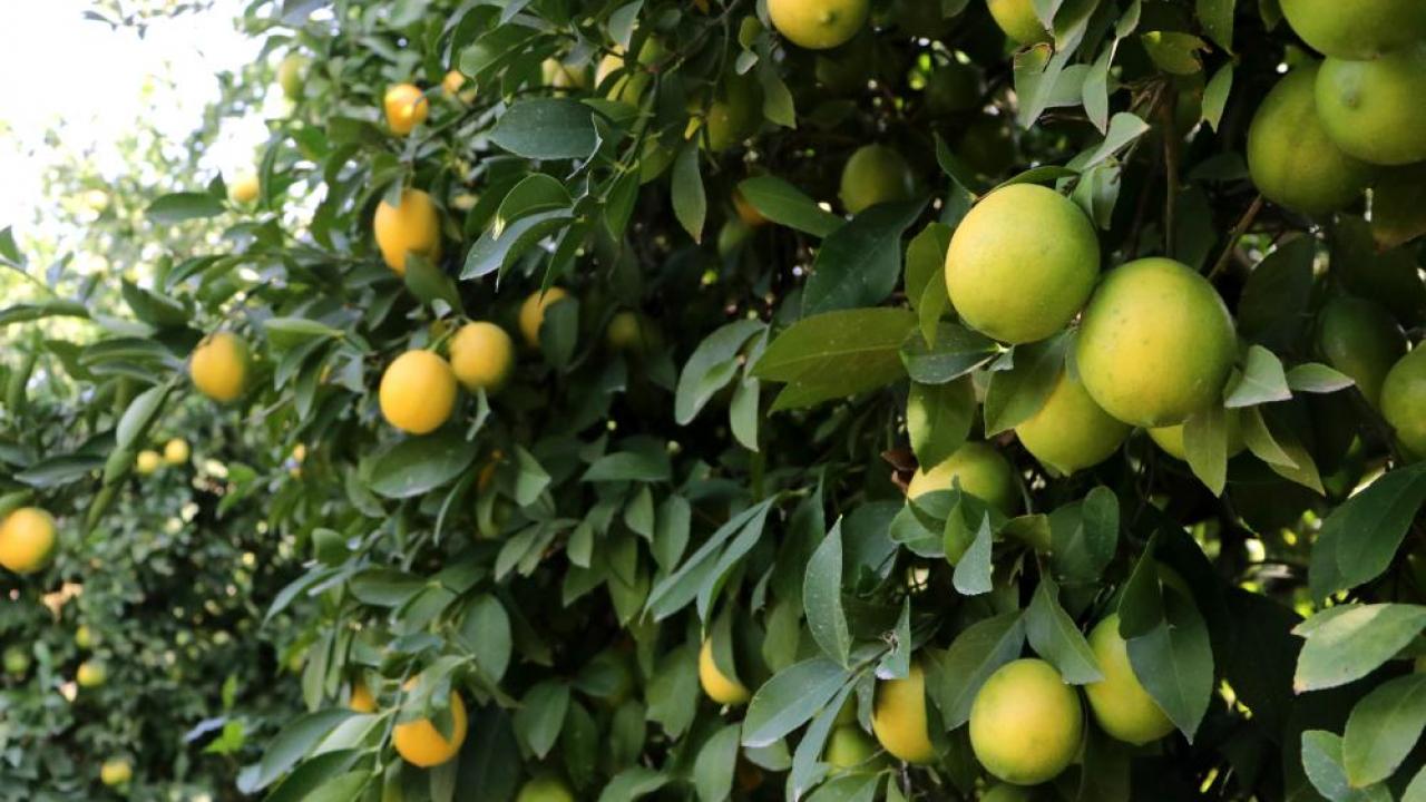 Limon dalında kaldı, üretici limonata çözümü bekliyor