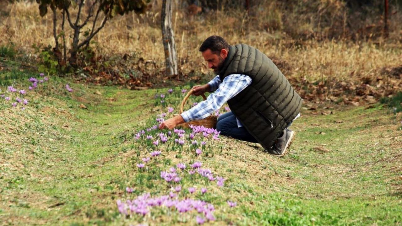 Safranda düşük rekolte beklentisi! Kilosu 250 bin liradan satılıyor