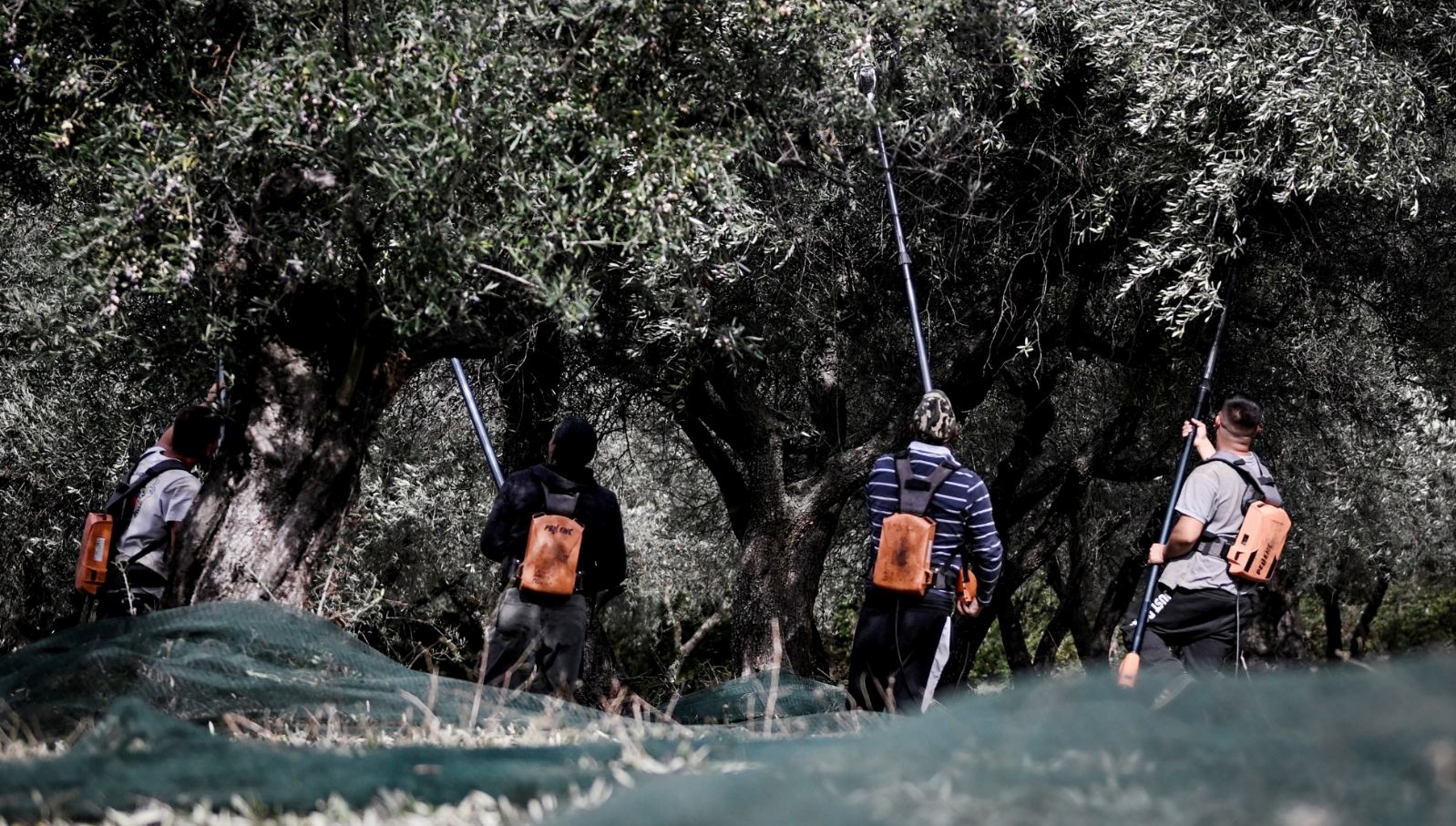 Yunanistan’da hırsızlar kuyumcular yerine zeytinliklere dadandı