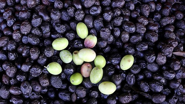 Türkiye’den 116 ülkeye sofralık zeytin ihracatı